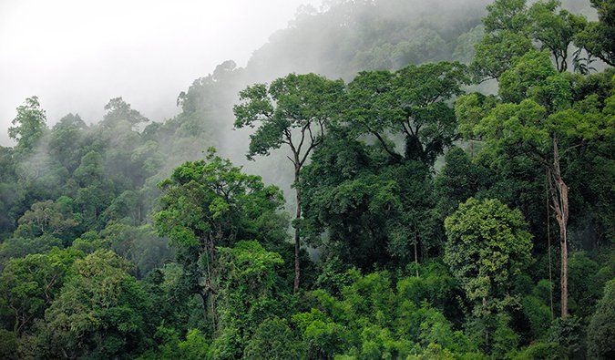 Hutan adalah Rumah Kemanusiaan dan Penghambaan