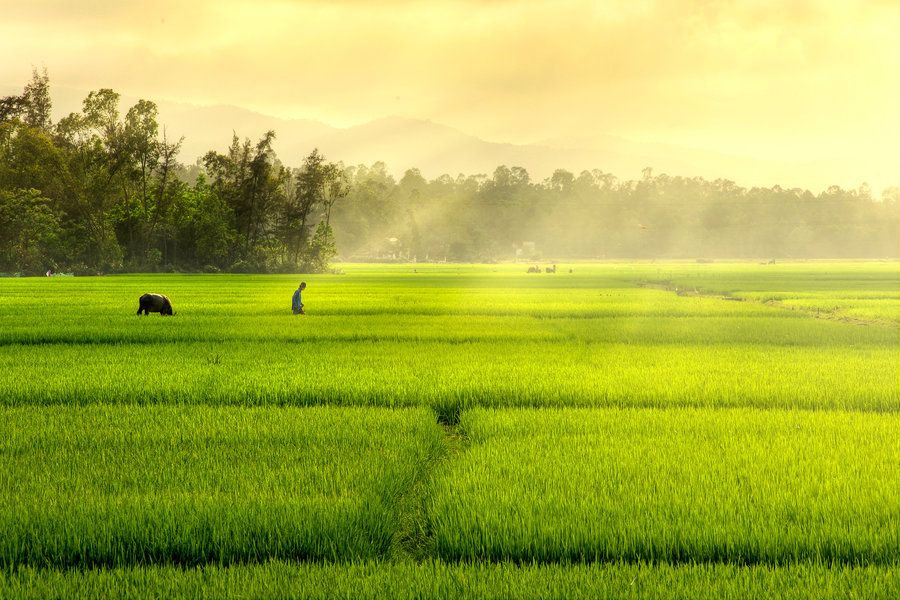 Sawah Ada, Petani Muda ke Mana?
